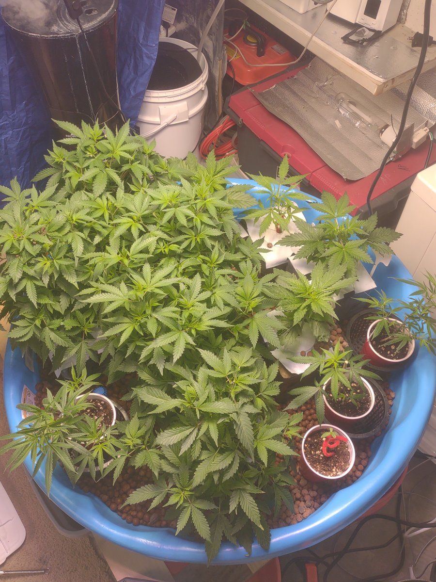 5 strains ebb and flow first time grow 18