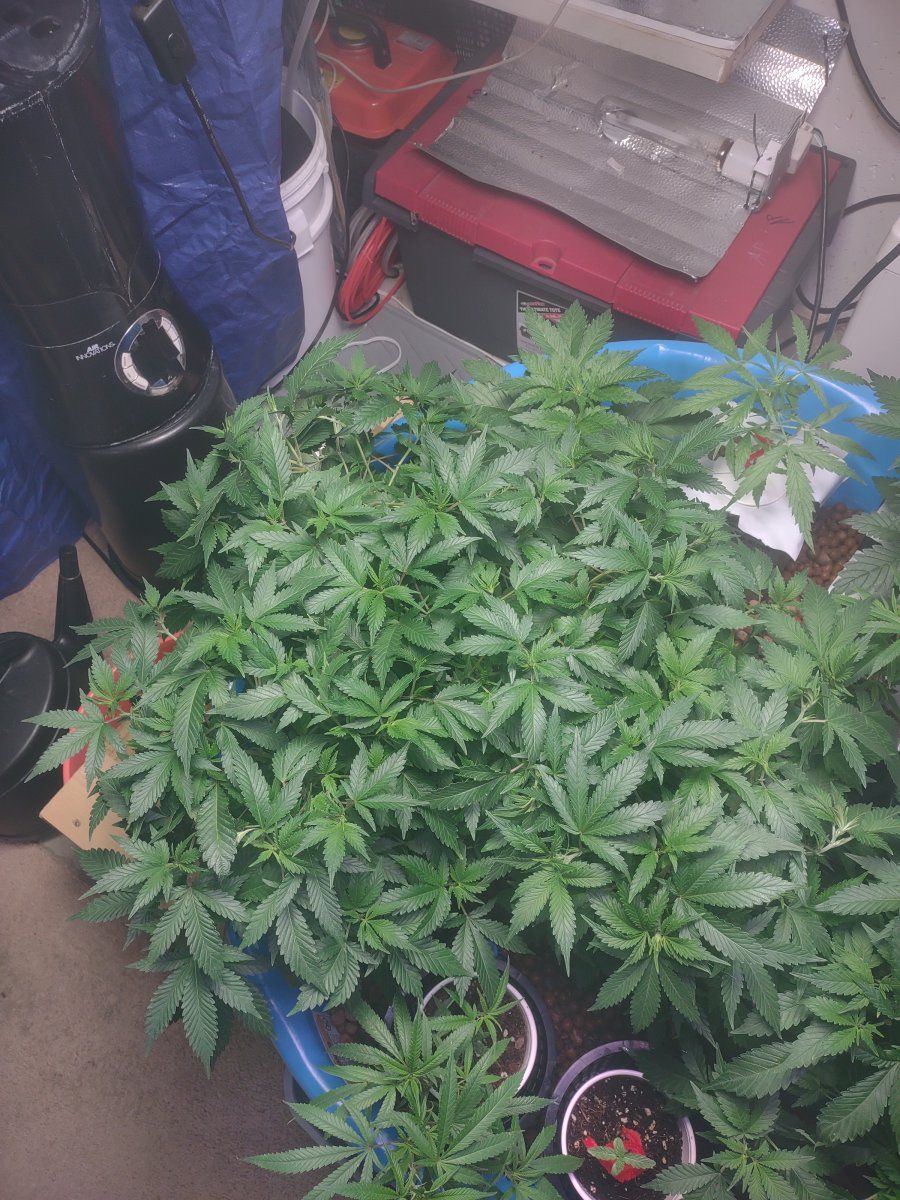 5 strains ebb and flow first time grow