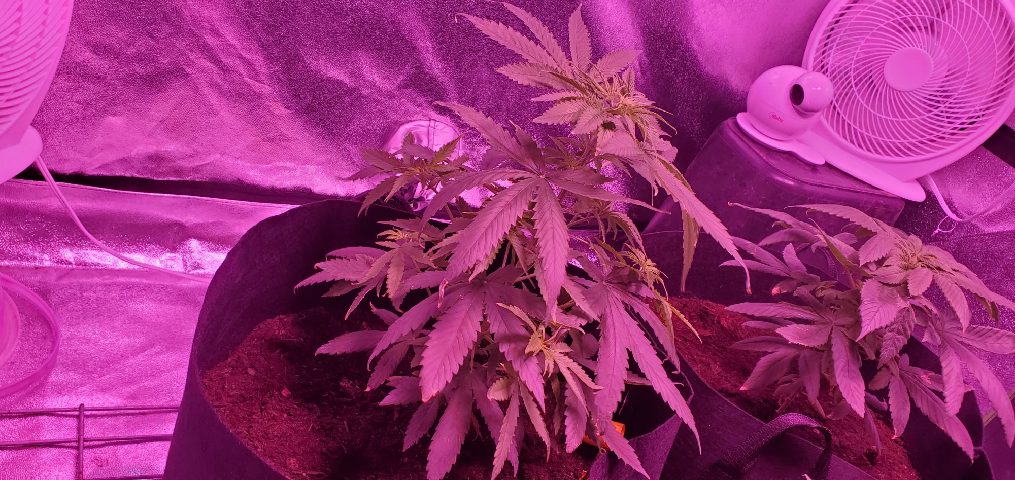 5 week old plants do they look ok 2 are better then others