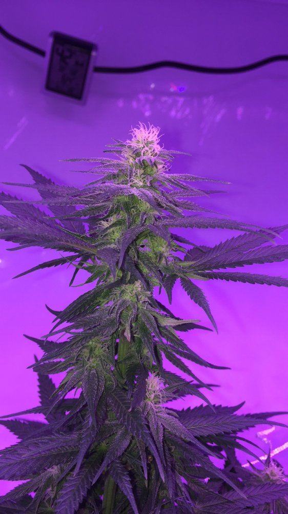5 weeks into flower 2