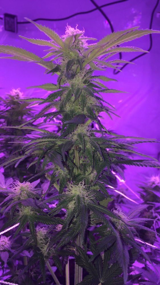 5 weeks into flower 3