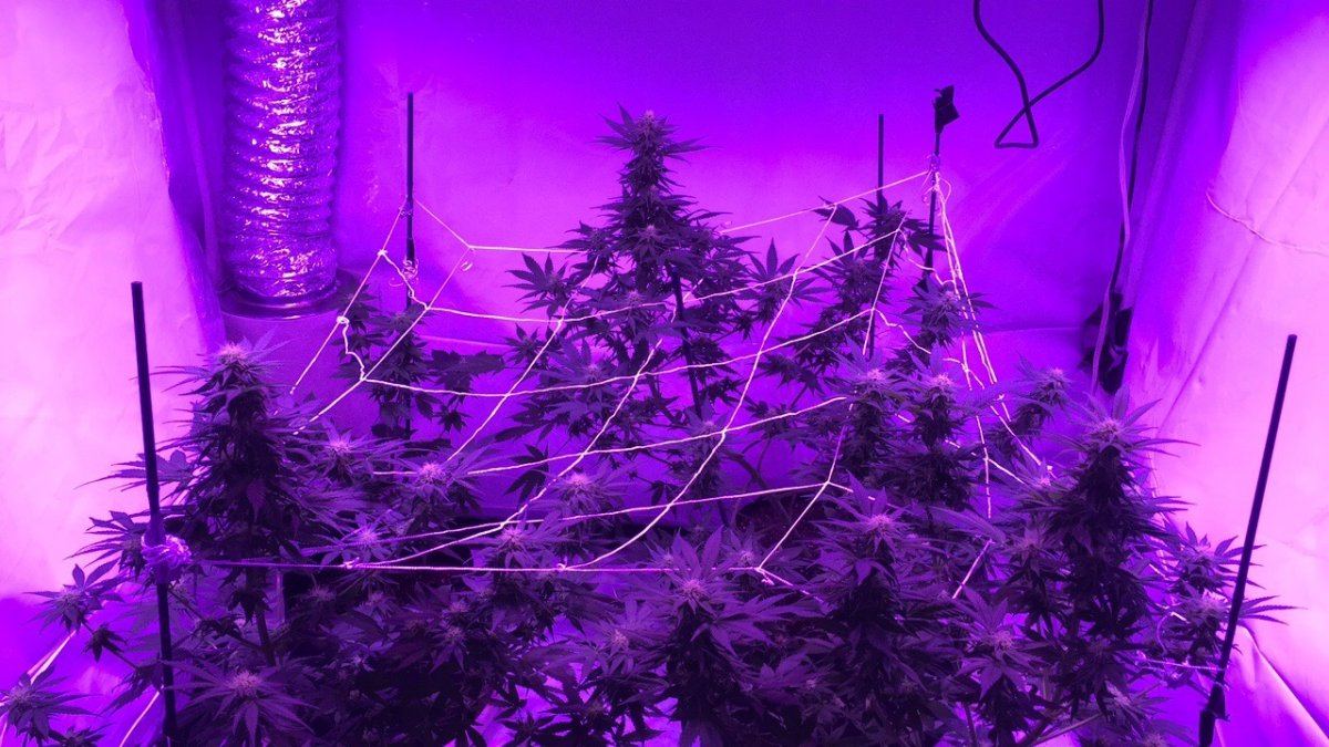 5 weeks into flower 4