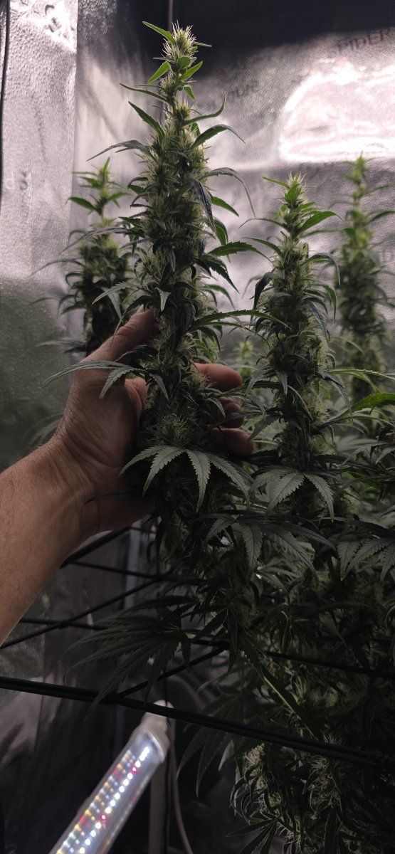 5 weeks into flower  how is she looking 2