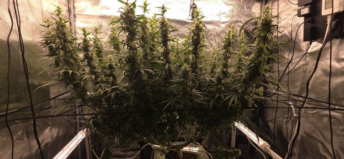 5 weeks into flower  how is she looking 4