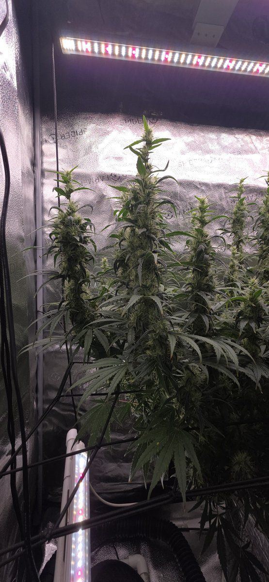 5 weeks into flower  how is she looking 5