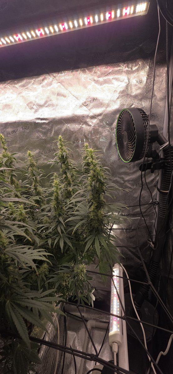 5 weeks into flower  how is she looking 6