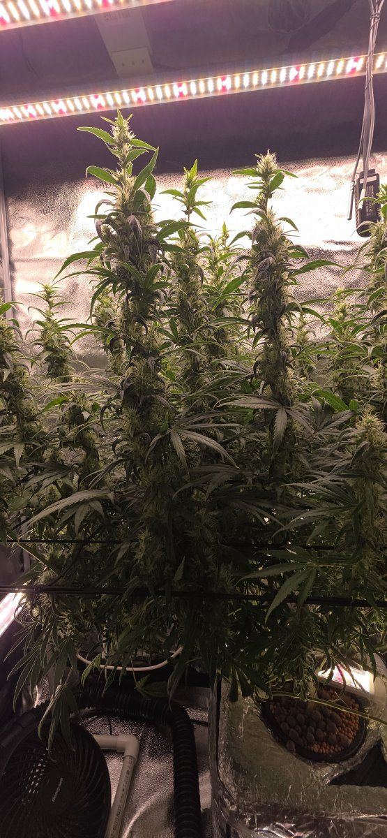 5 weeks into flower  how is she looking 8