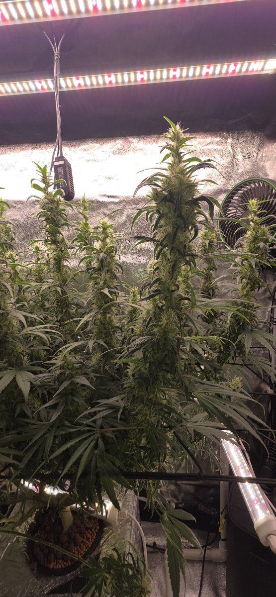 5 weeks into flower  how is she looking 9