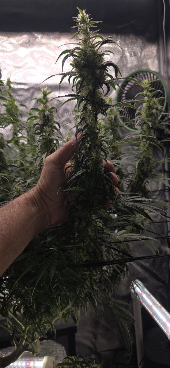 5 weeks into flower  how is she looking