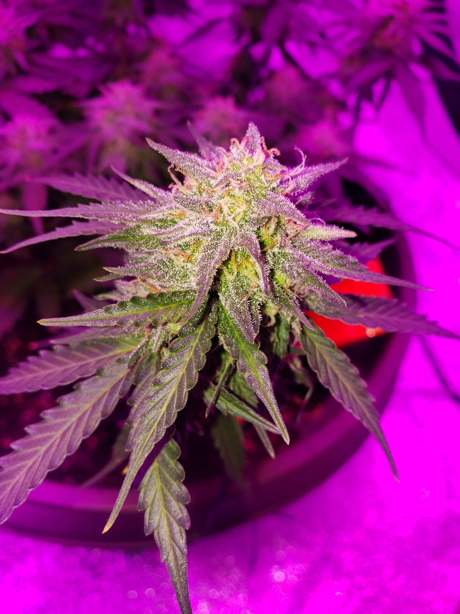 5 weeks into flower i think she looks great when to flush 2