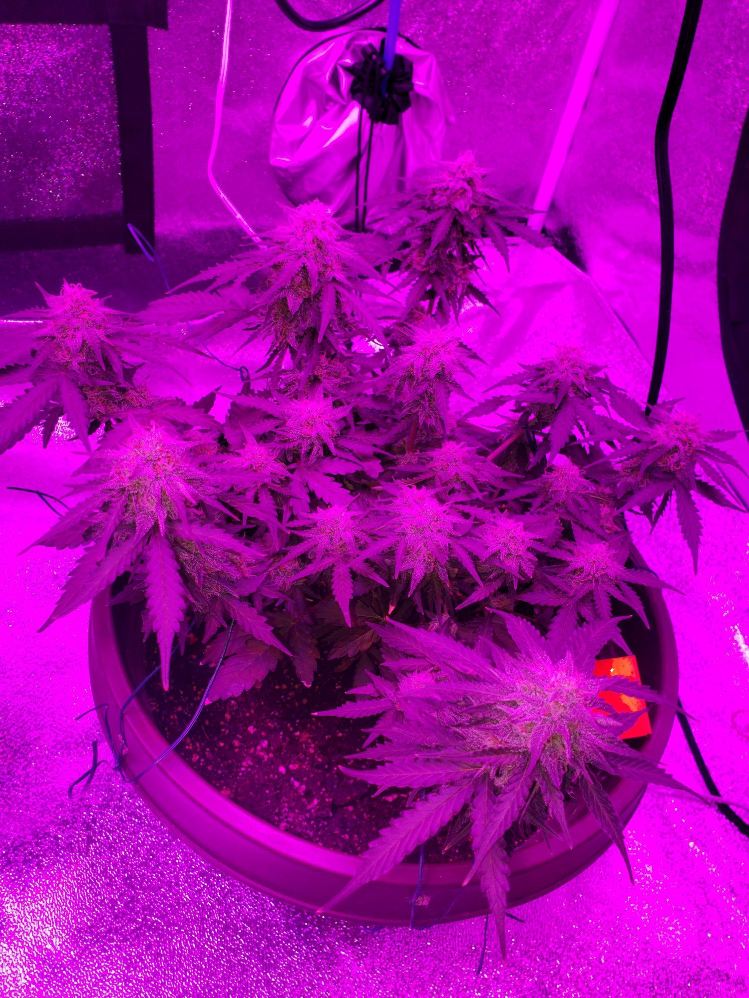 5 weeks into flower i think she looks great when to flush