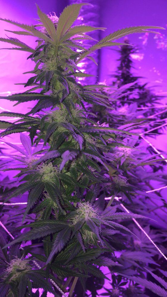 5 weeks into flower