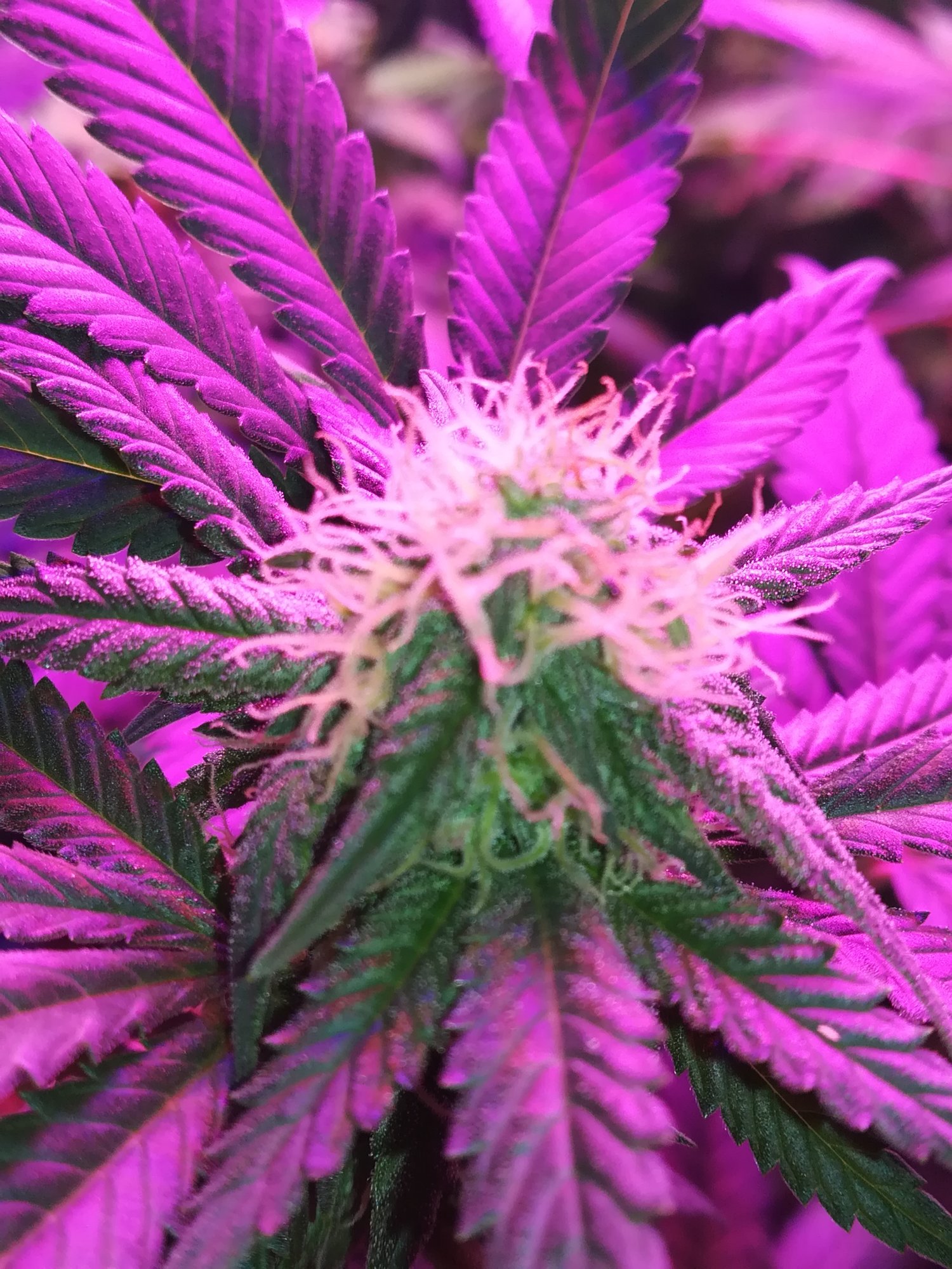 5 weeks into flowering 3 mint choc og n a mistery 1think its a haze 2