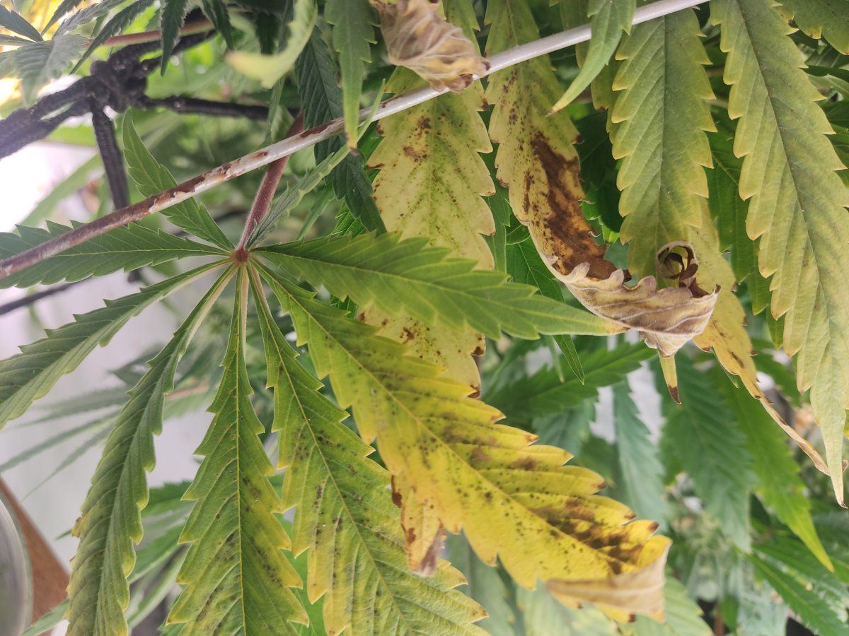 5 weeks into flowering leaves quickly become yellow and burn 4