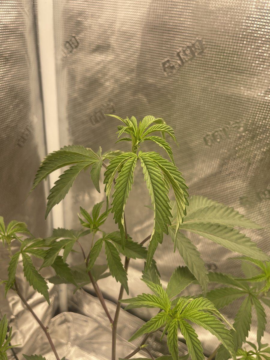 5 weeks into some clones and im having some sort of lockout 6