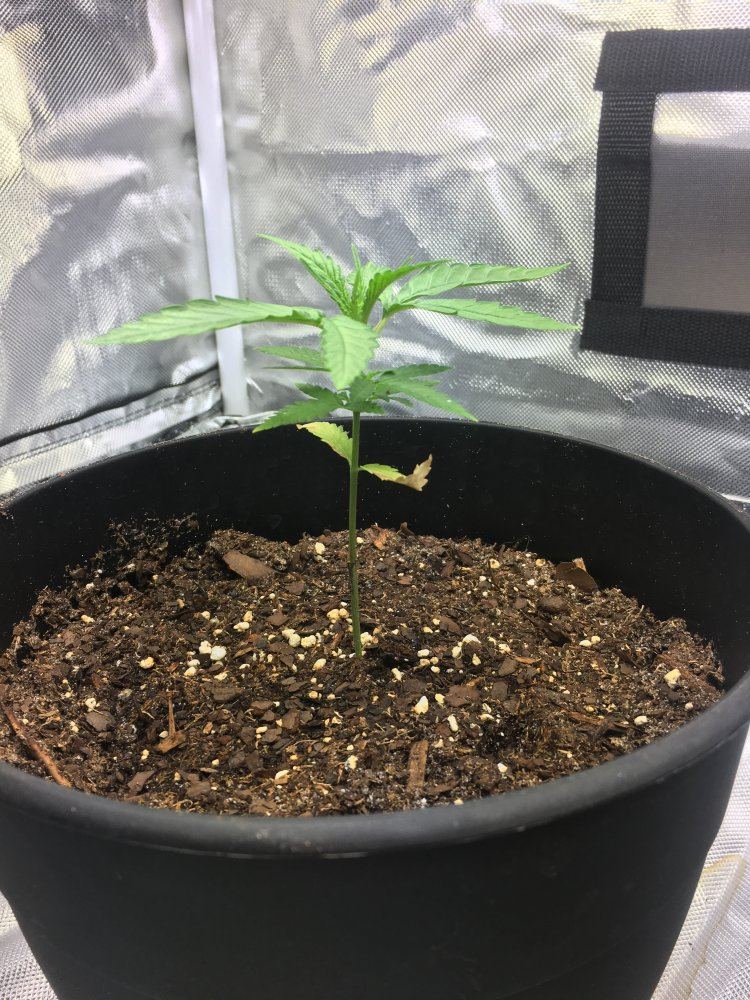 5 weeks old from seed 2