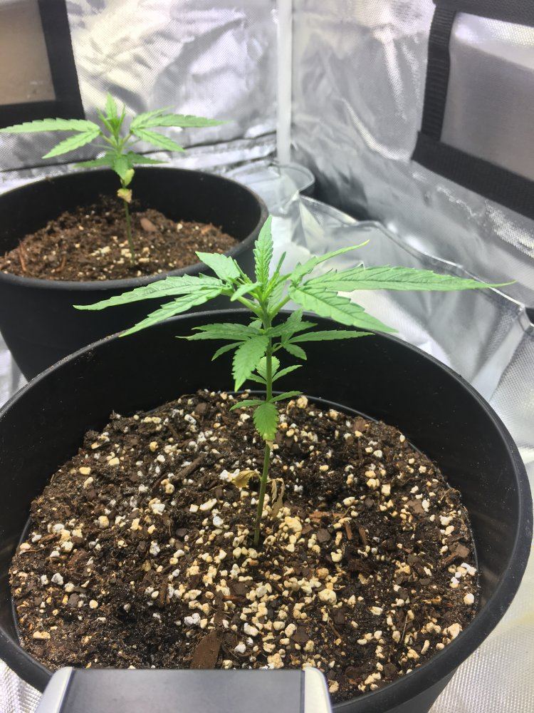 5 weeks old from seed 3