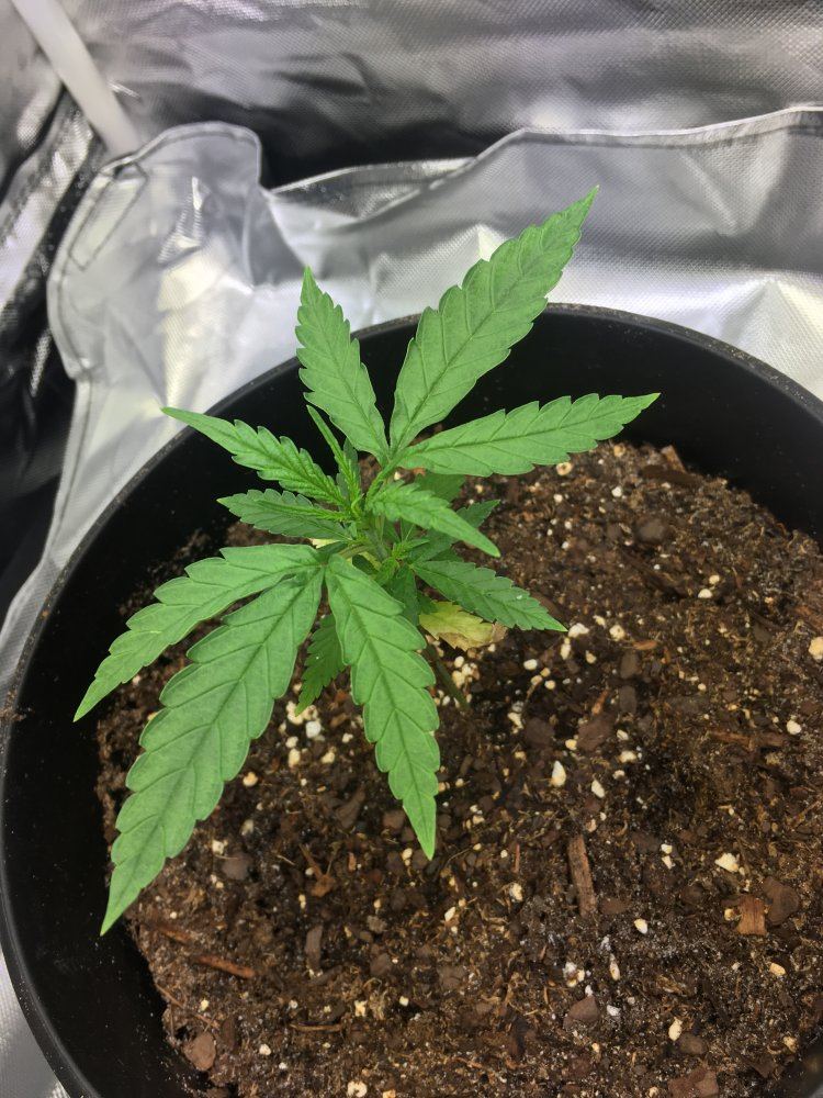 5 weeks old from seed 4