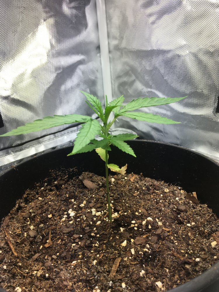 5 weeks old from seed 5
