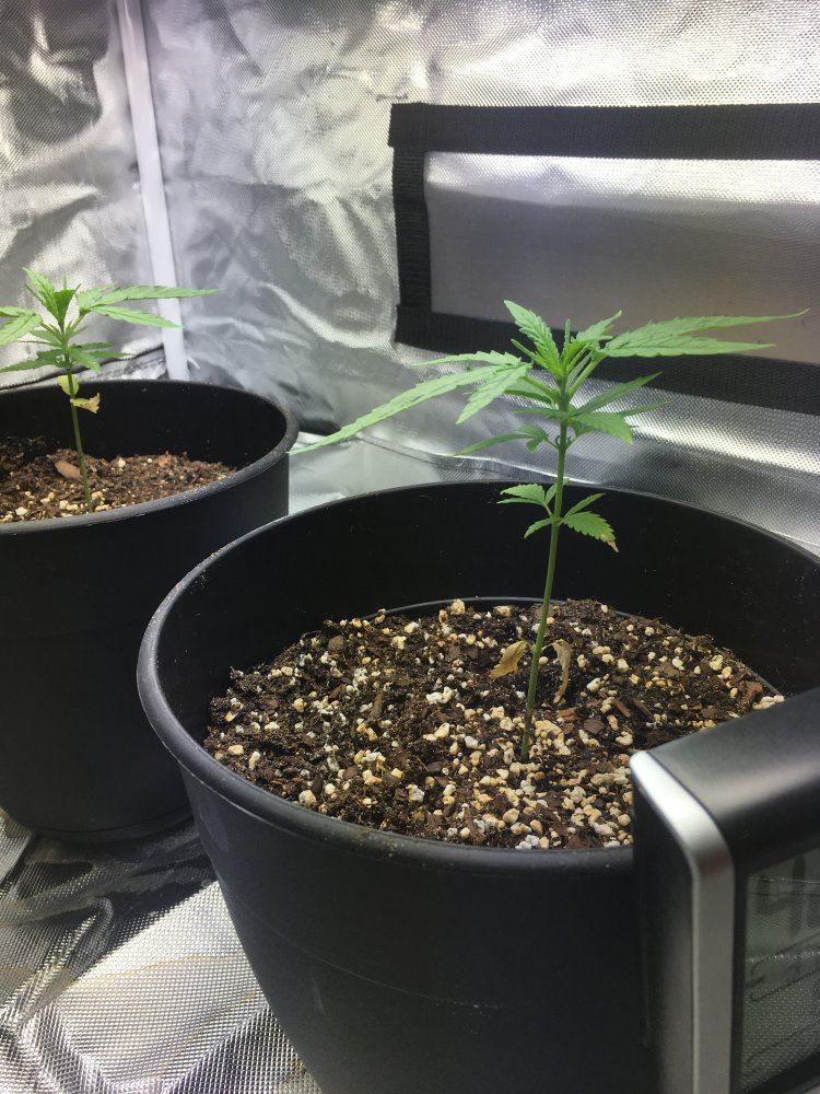 5 weeks old from seed 6