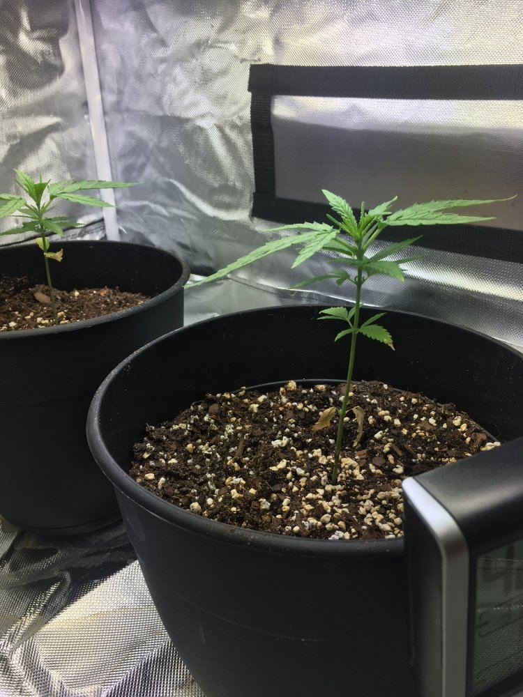 5 weeks old from seed 7