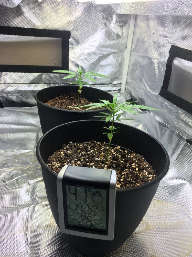 5 weeks old from seed