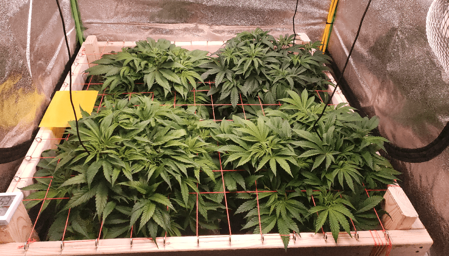 5 Weeks