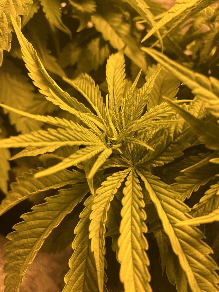 5 weeks  think they mite be auto not sure 3