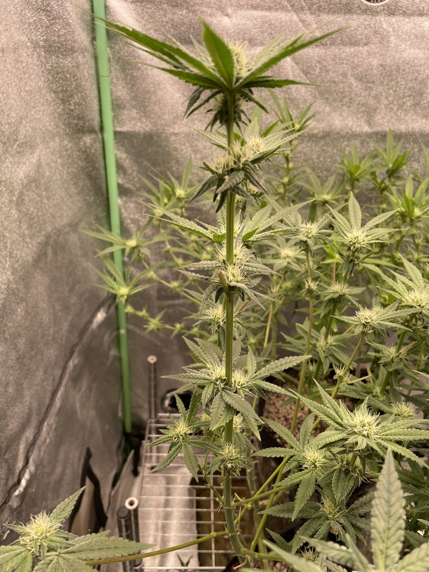 51298CCD B40A 4552 A3FC 3CA023CF6FD2