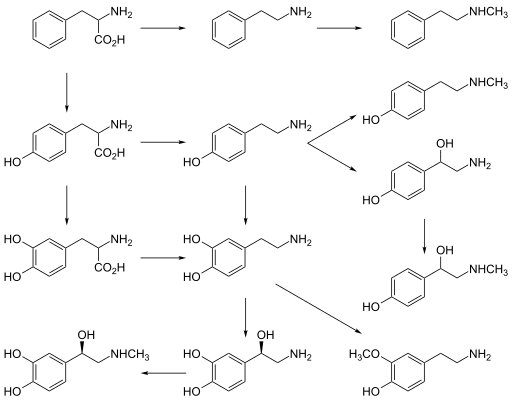 512px Catecholamine and trace amine biosynthesis