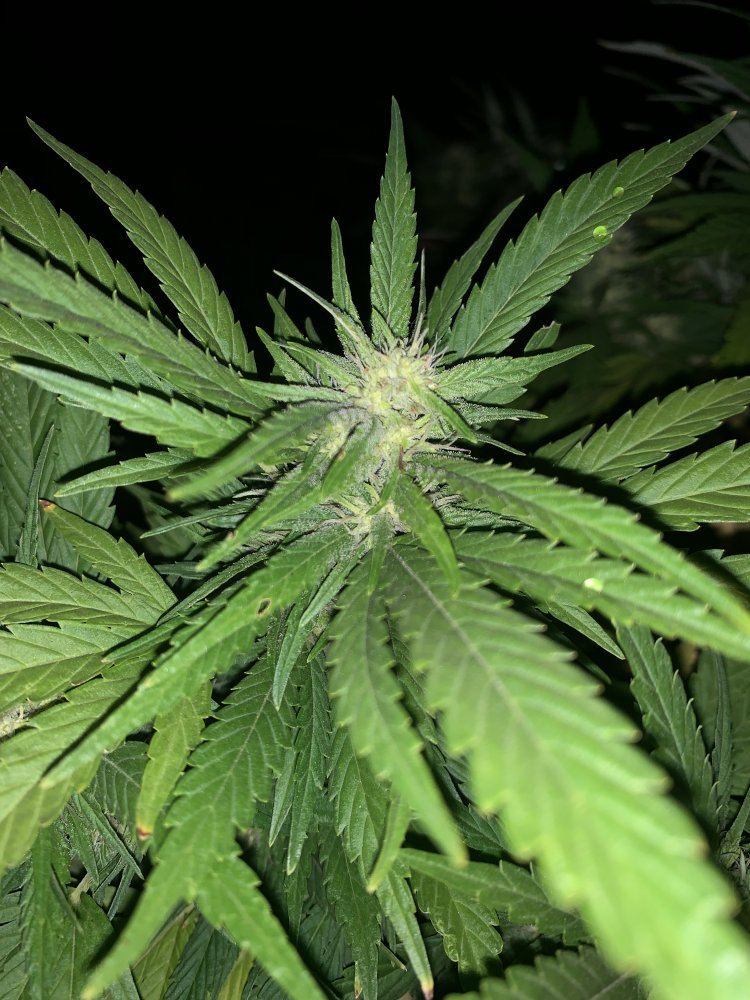 51346258 3426 4262 AC5E CBD6790426CA