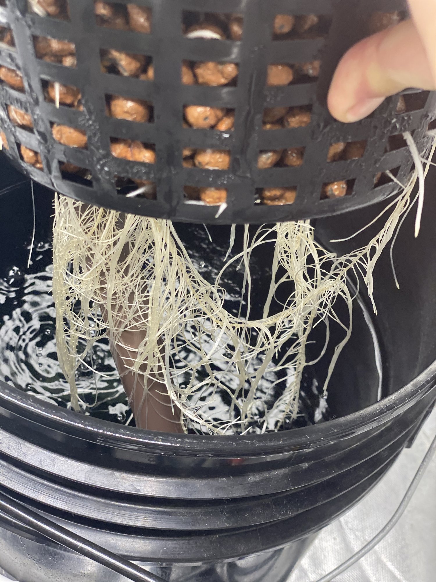 51A0521B 3539 4499 AFB7 AE52B9FE13D5