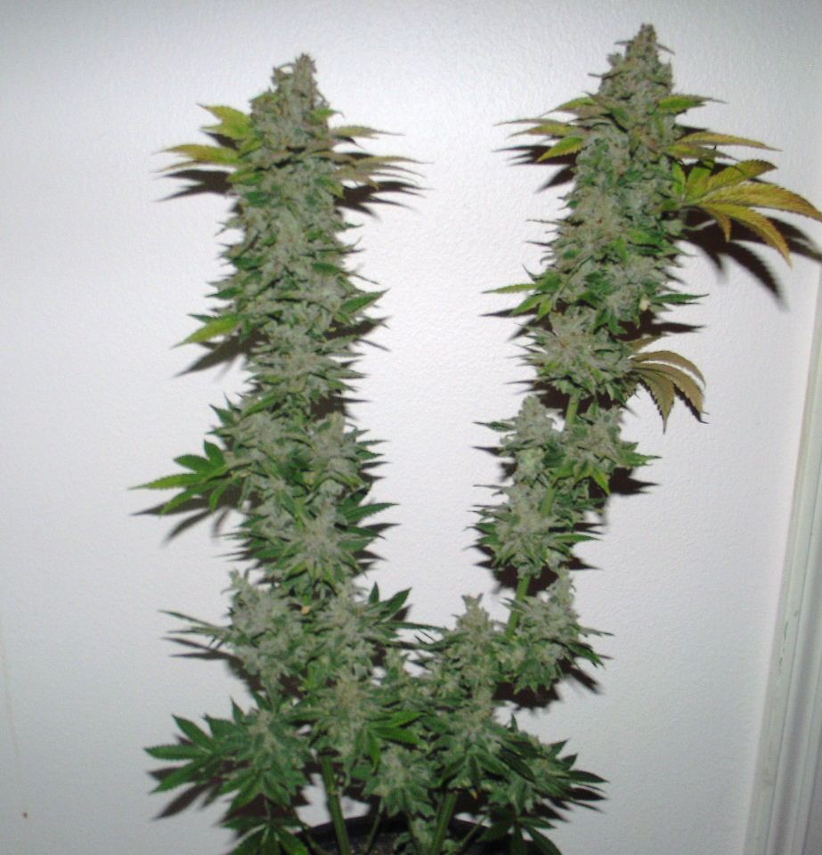 52