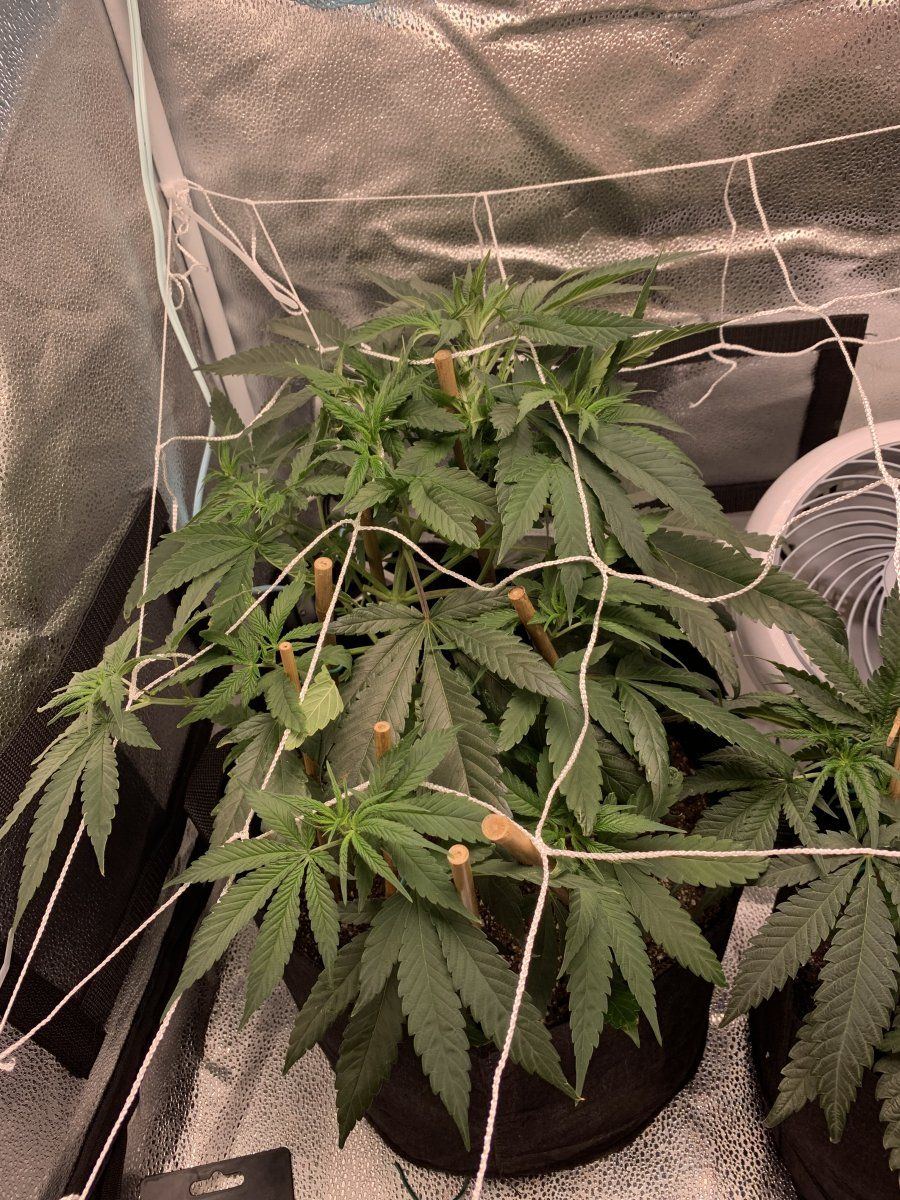 53 days in   my first grow thoughts 12