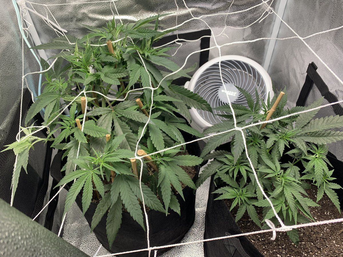 53 days in   my first grow thoughts 4