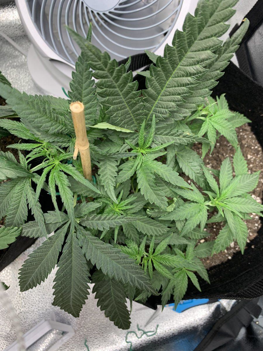 53 days in   my first grow thoughts 5