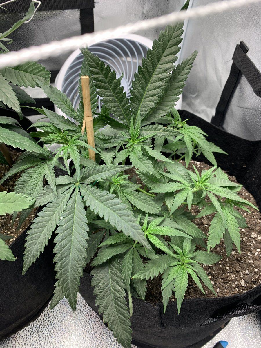 53 days in   my first grow thoughts 6