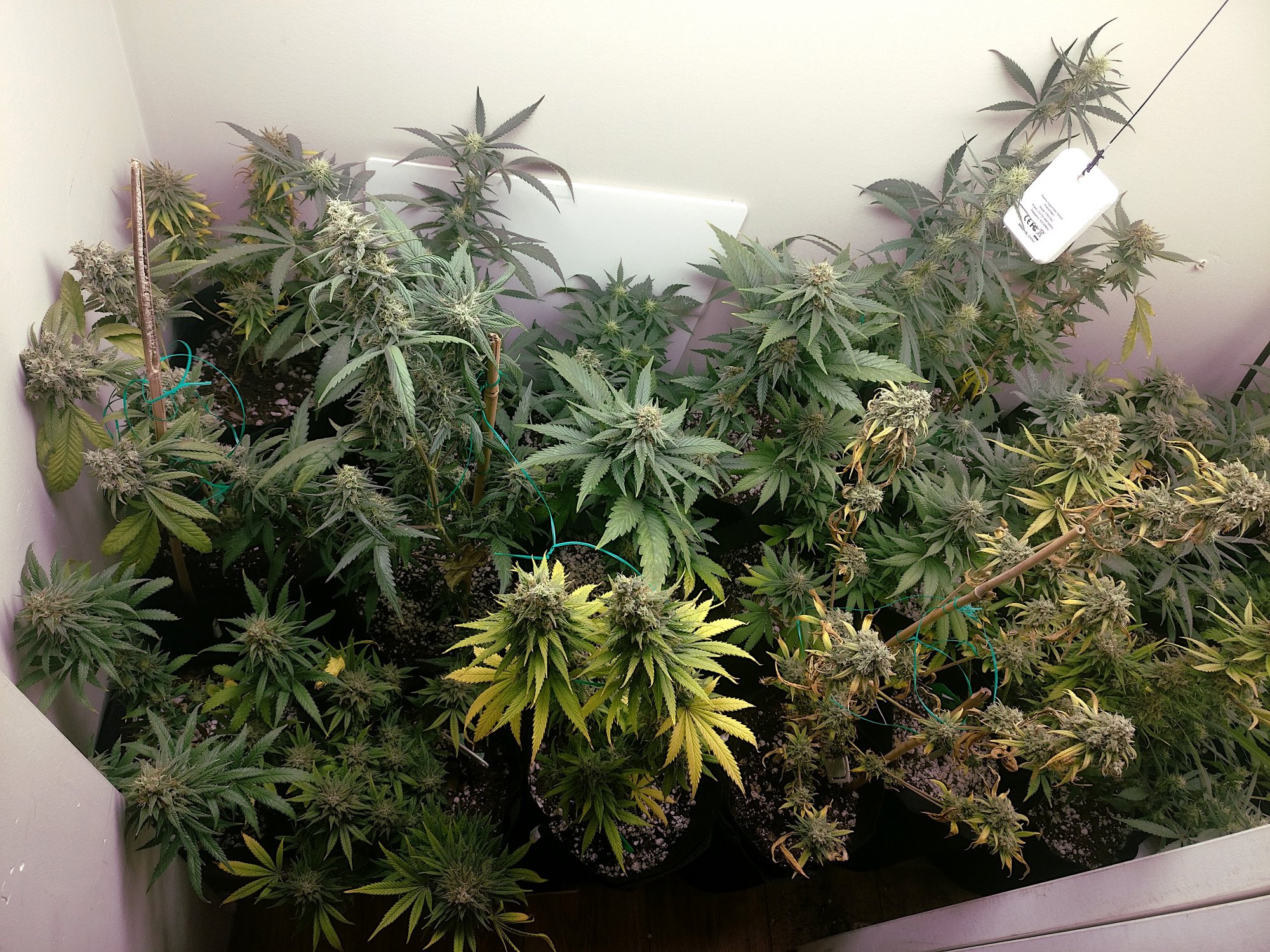 530leftflower