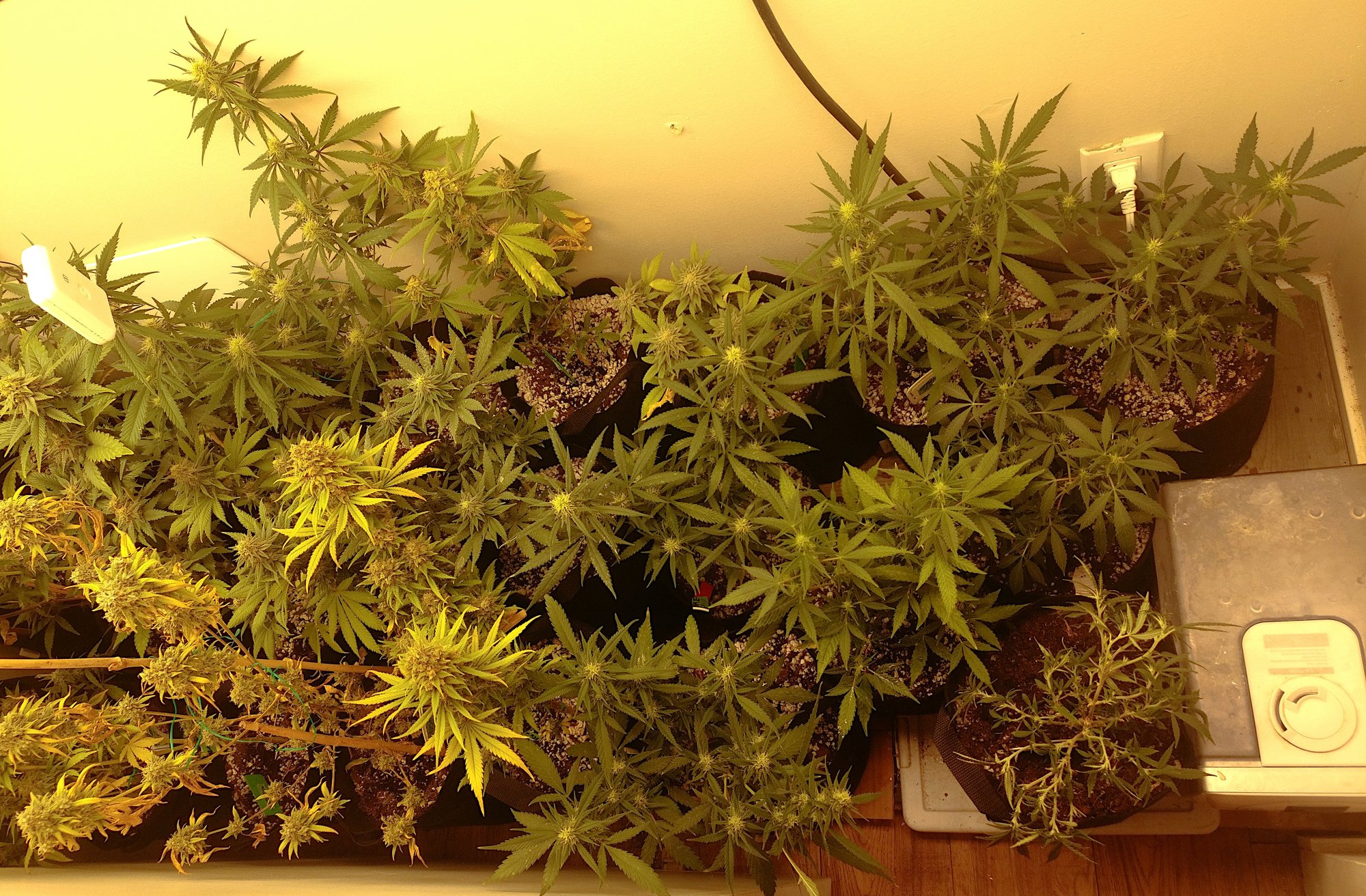 530rightflower