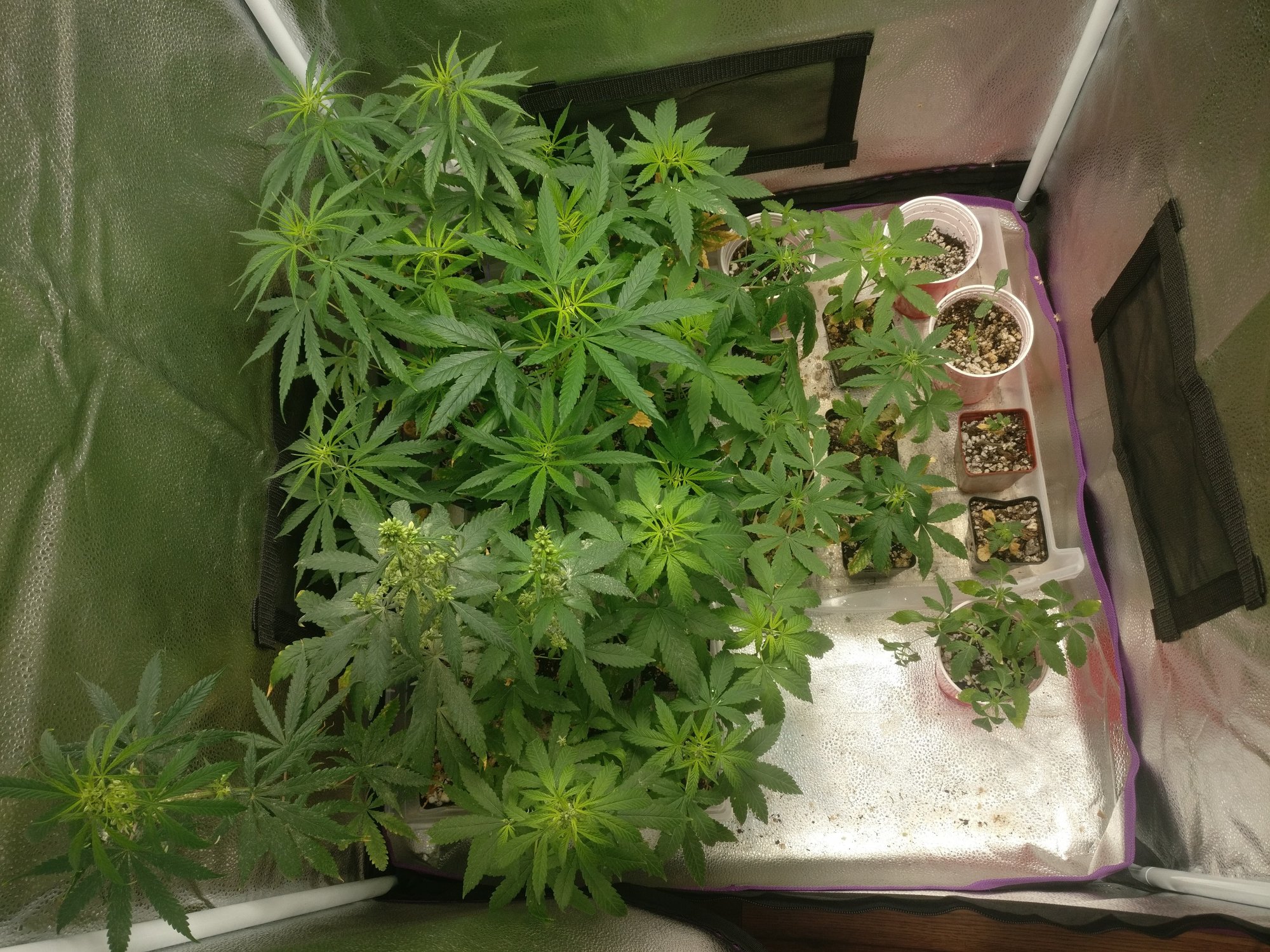 530tent