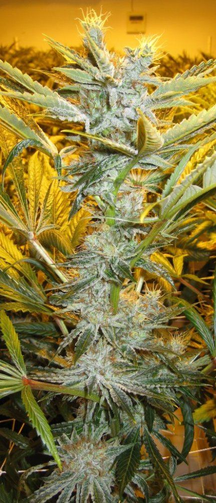 54 days WiFiA Fire leaner1