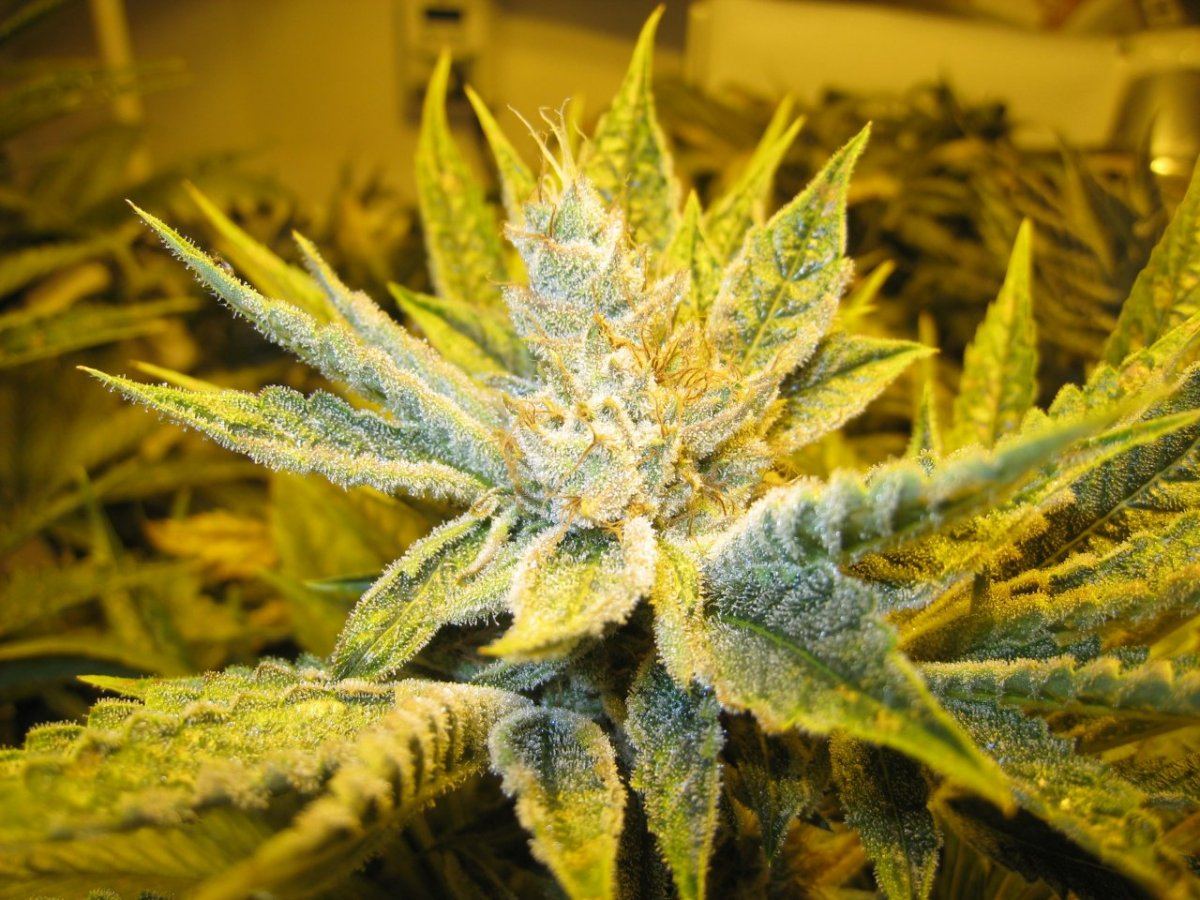 54 days WiFiA Fire leaner2
