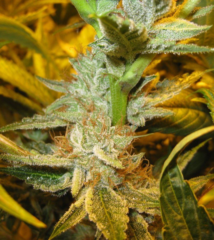 54 days WiFiA Fire leaner3