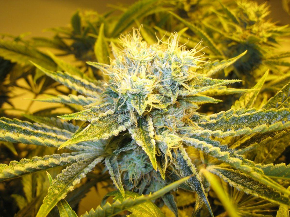 54 days WiFiA Fire leaner4