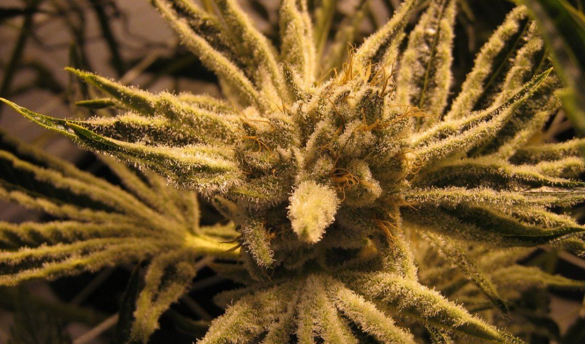 54 days WiFiA White leaner1