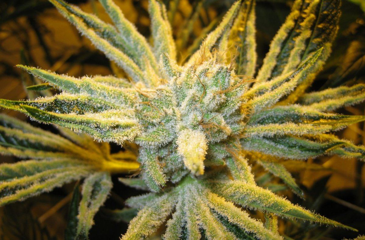 54 days WiFiA White leaner2