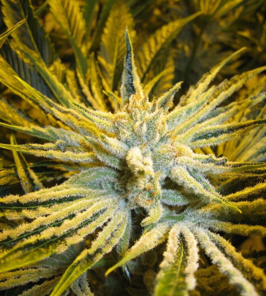 54 days WiFiA White leaner3