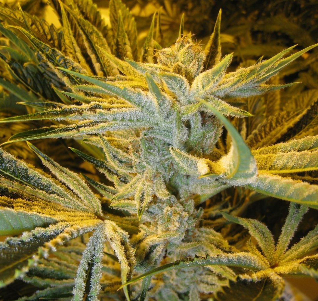 54 days WiFiA White leaner4