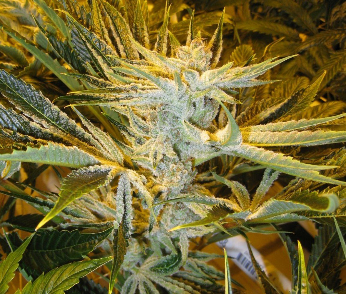 54 days WiFiA White leaner5