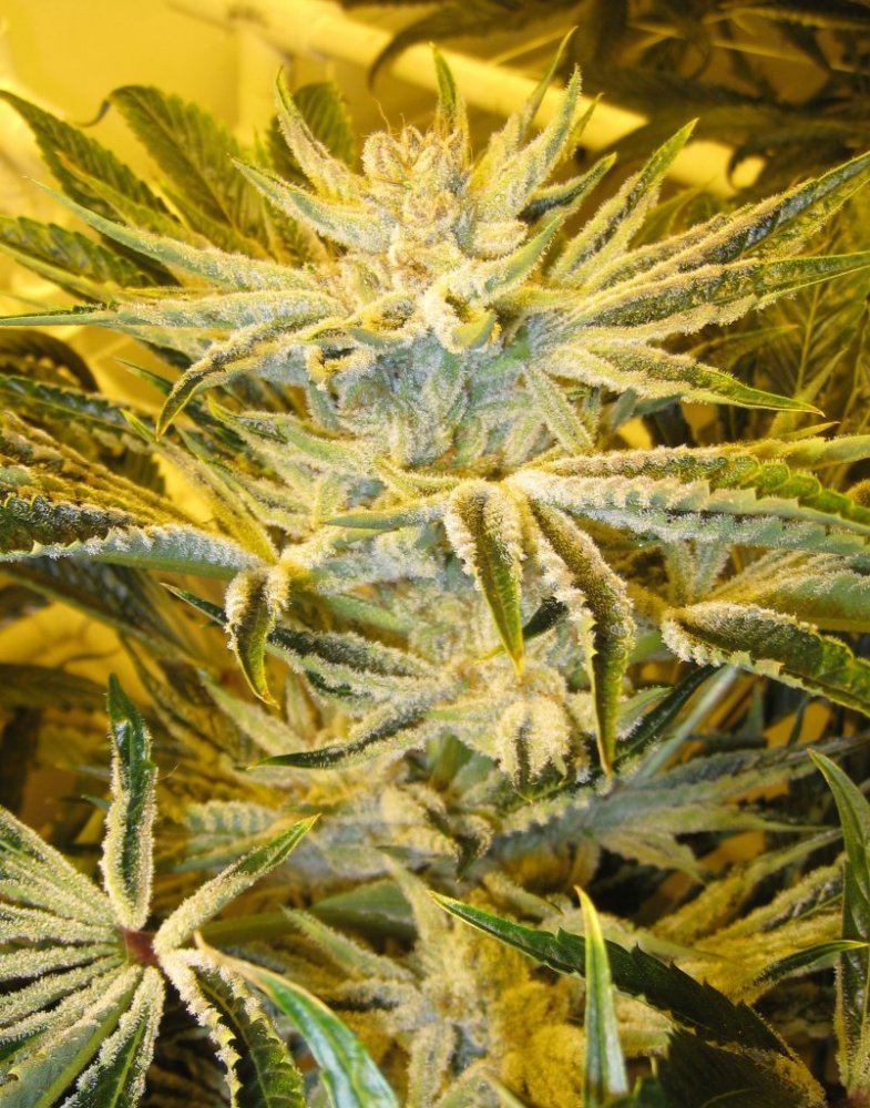 54 days WiFiA White leaner6